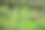 古代植物作为春天的背景，称为马尾图片下载