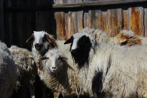 一群羊在牧场上吃草，好奇地看着相机图片下载