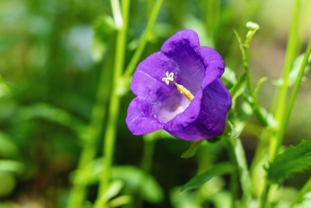 夏日花园里的紫色风铃草花图片下载