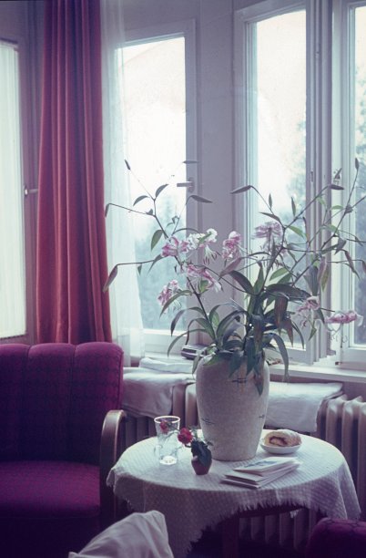 大花瓶，兰花枝在窗前图片下载