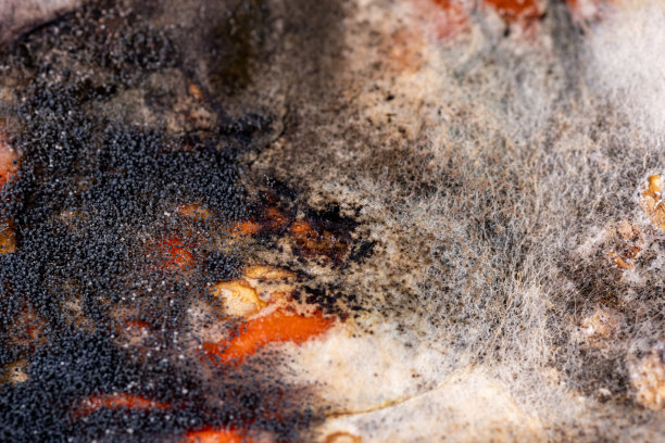 质地上有各种有毒的霉菌、孢子、真菌，对果实有宏观影响。有机,医学研究。水果上有霉菌的真菌图片下载