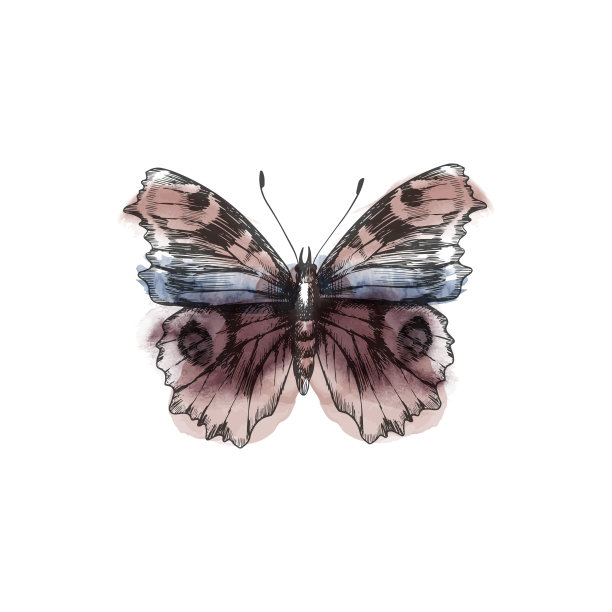 复古风格的蝴蝶数字图像。图片下载