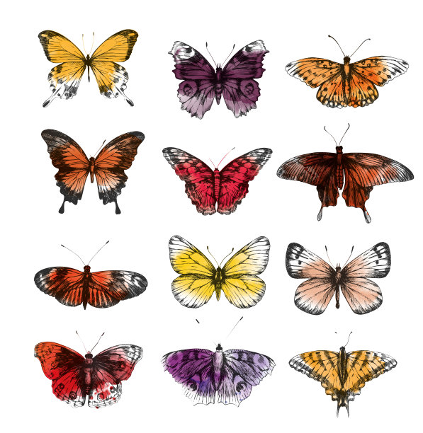 复古风格的蝴蝶数字图像集。图片下载