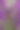 玻璃瓶薰衣草精油，纹理灰色背景。天然材料。图片下载