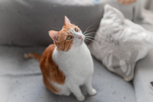 一只棕色和白色的黄眼睛的猫坐在沙发上，向上看图片下载