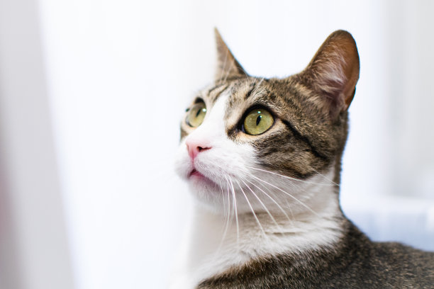 白色鼻子和绿色眼睛的猫的特写。白色的胡须。老虎的头发。看看旁边。图片下载