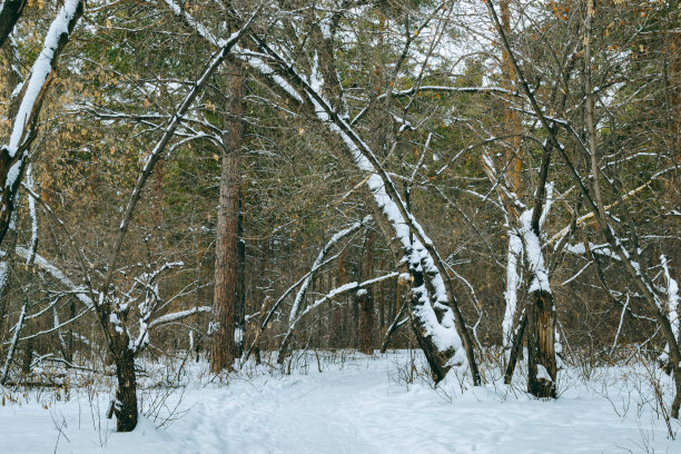 在雪下的冬季混合森林的灌丛图片下载