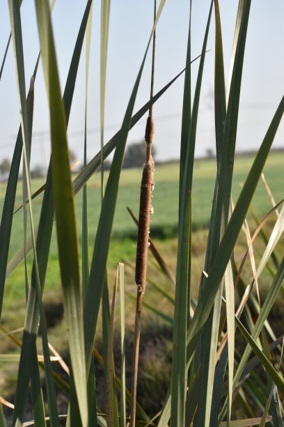 香蒲植物图片下载