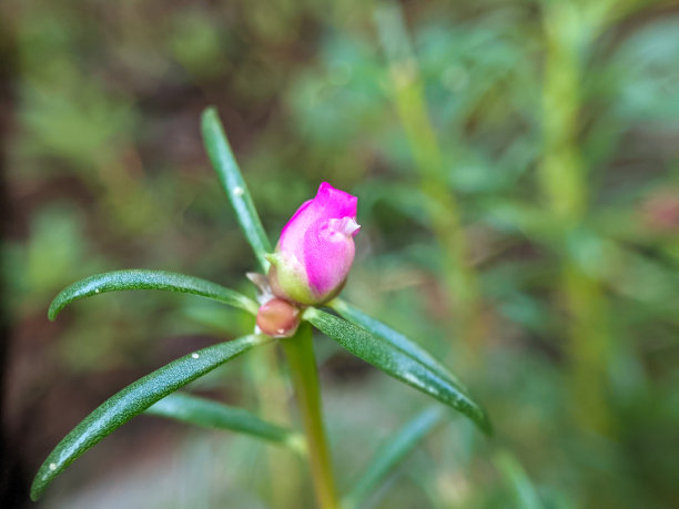 院子里有植物和花图片下载