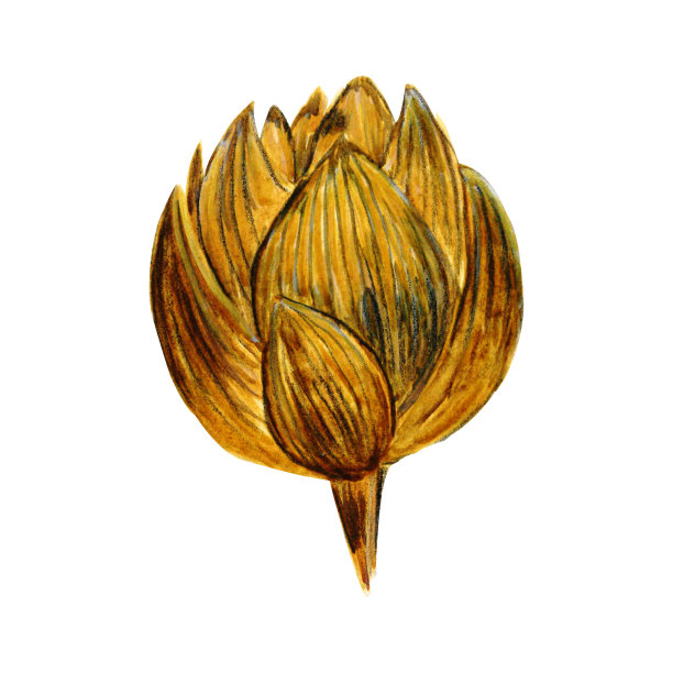 水彩金色郁金香花，花瓣上的一块金色，白色的背景，夏季植物图片下载