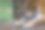 森林里老虎的肖像图片下载