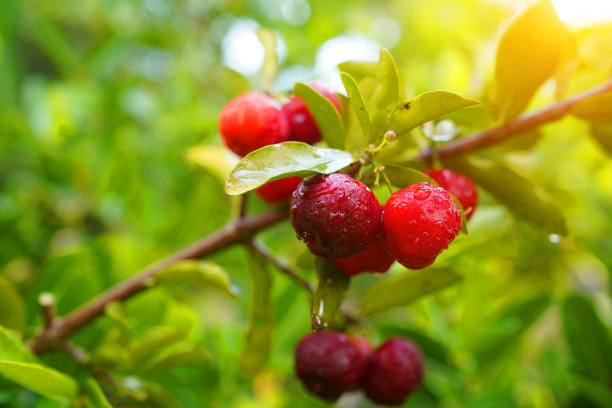 新鲜有机针叶樱桃泰国水果或有水滴的树上的针叶樱桃。图片下载