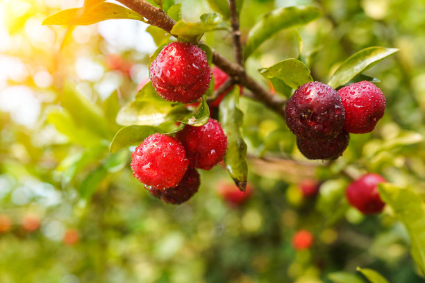 新鲜有机针叶樱桃泰国水果或有水滴的树上的针叶樱桃。图片下载