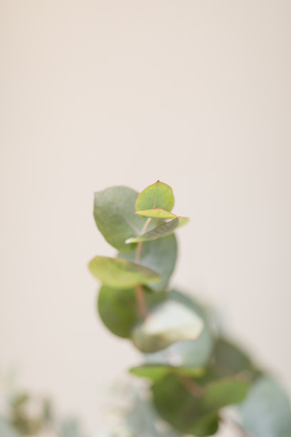 错综复杂的鼠尾草绿色桉树的树枝在前面的中性光背景图片下载