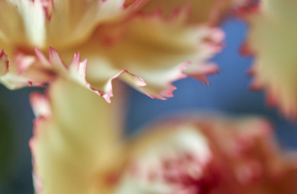 绽放的康乃馨之美图片下载