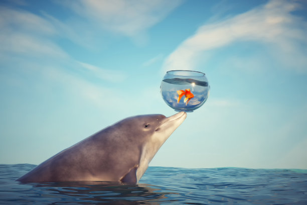 海豚从海里举起一个鱼缸。图片下载