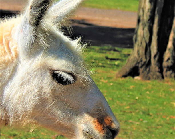 骆驼画像(拉马动物)。图片下载