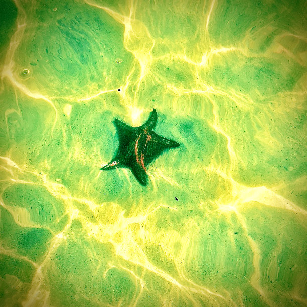 海底美丽的海星图片下载