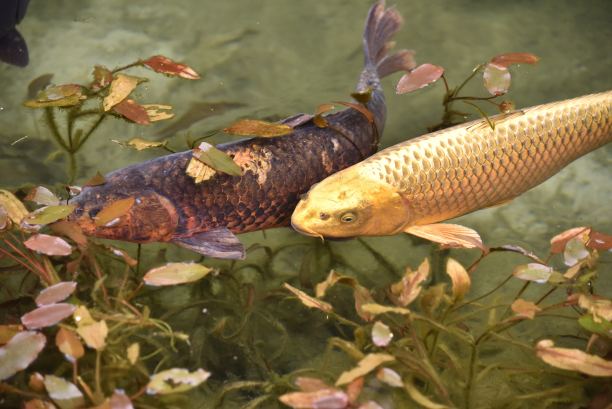 清塘清鲤鱼图片下载