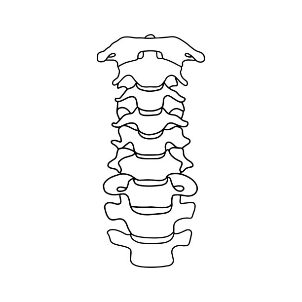 人的脊柱从前面。图片下载