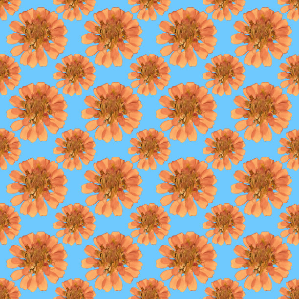 Zinnia。插图，花的纹理。连续复制的无缝模式。花卉背景，照片拼贴纺织品，棉织物。墙纸，封面，打印图片下载