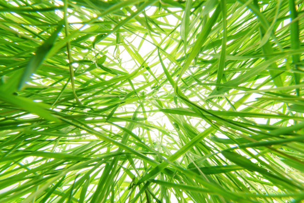 纠结的厚绿草在明亮的白色背景图片下载