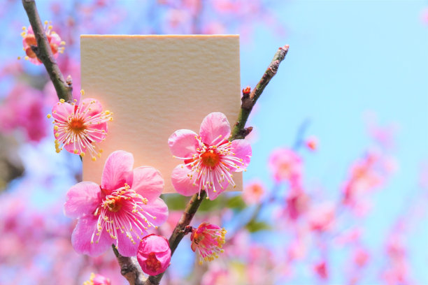 模型的标题框架卡装饰粉红色的梅子树枝在晴朗的天空背景图片下载
