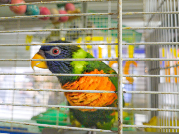 宠物店里的鹦鹉图片下载
