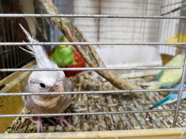 宠物店里的鹦鹉图片下载