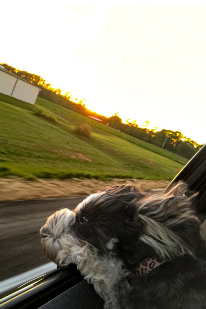 头探出车窗的雪纳瑞犬图片下载
