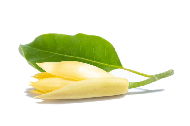 白色的Champaka花和绿色的叶子在白色的背景。图片下载