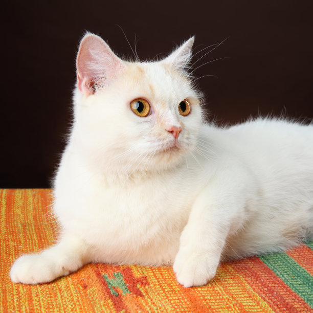 一只黄眼睛的白猫躺在黑暗的背景上。图片下载