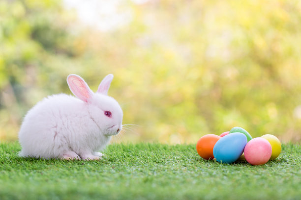 可爱和可爱的新生兔子。宝宝可爱的兔子或新生可爱的兔子。复活节兔子。图片下载
