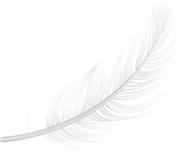 现实的羽毛图片下载