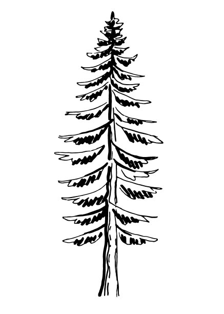 云杉。黑白插图。向量的剪纸艺术。手绘图片下载