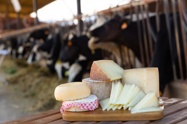 各种类型的天然奶酪背景开放牛棚图片下载