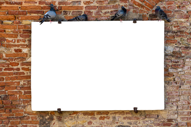 鸽子在石板上，红砖墙旁有复印空间图片下载