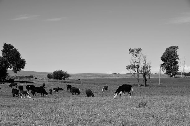 阿根廷农村的牛，图片下载