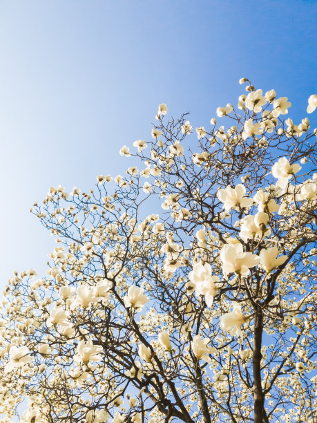 白玉兰的花在蓝天的背景上图片下载