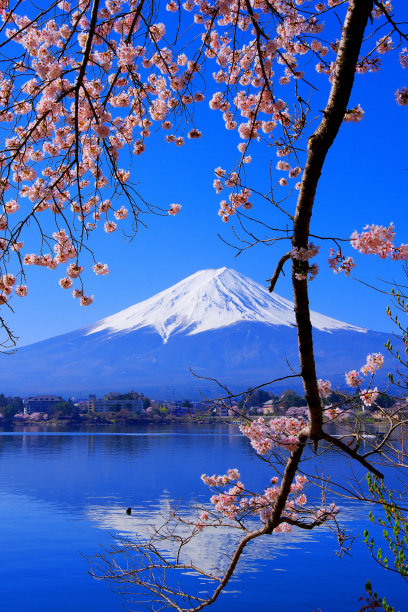 樱花和来自于ubuyasaki的富士山图片下载