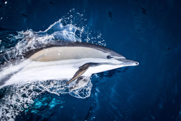 海豚图片下载