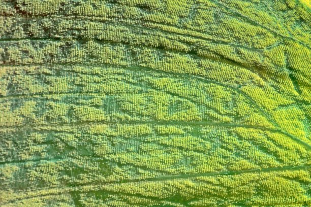 合上黄蝴蝶的翅膀。图片下载