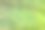 合上黄蝴蝶的翅膀。图片下载