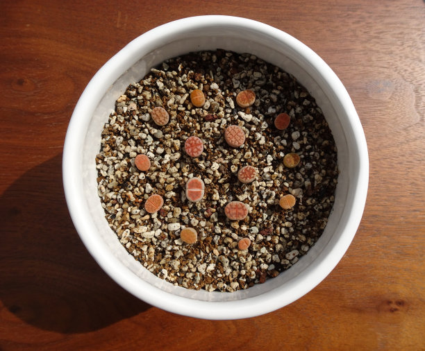 多肉植物微小的石花幼苗5毫米到1厘米大小照片图片下载