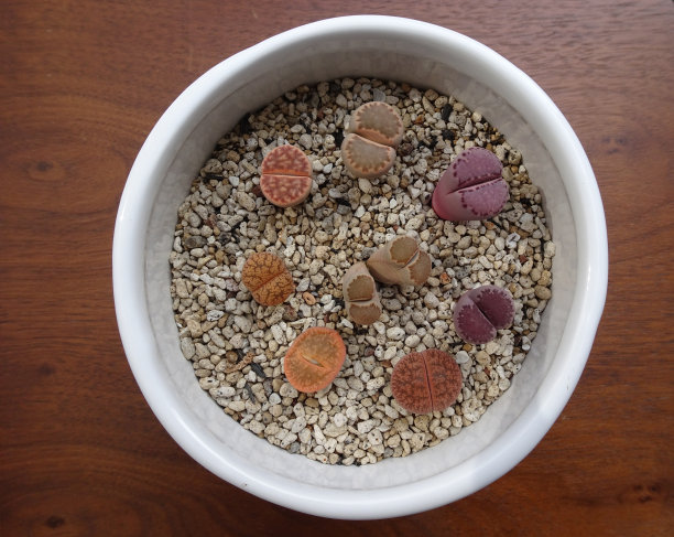 彩色生石花多肉混合植物照片图片下载