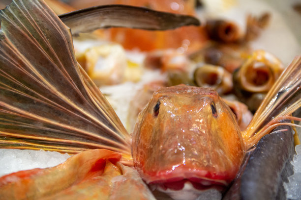 储藏的冰桶鲂鱼。图片下载