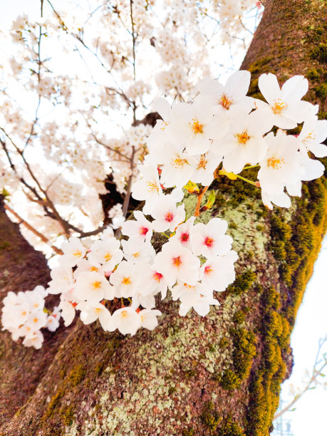 美丽的樱花在春天的图片图片下载