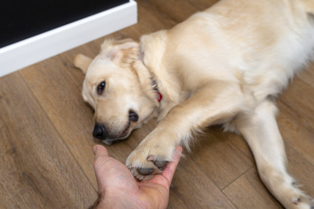 在一户人家的客厅里，一只年轻的雄性金毛寻回犬躺在现代的塑料面板上，前爪放在主人的手上。图片下载