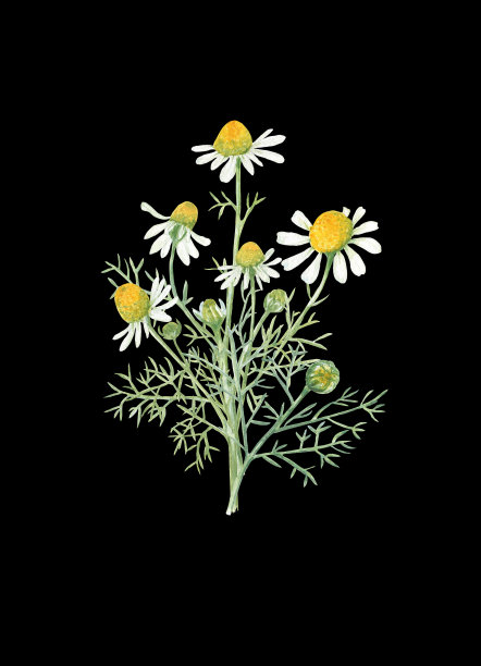 黑色背景上的洋甘菊花束图片下载