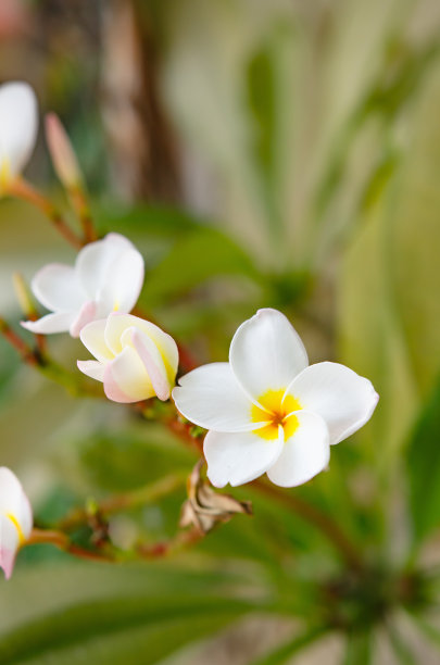 白色鸡蛋花盛夏开花，软焦点。图片下载